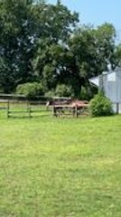 Horses Struggle to Find Their Herd Leader