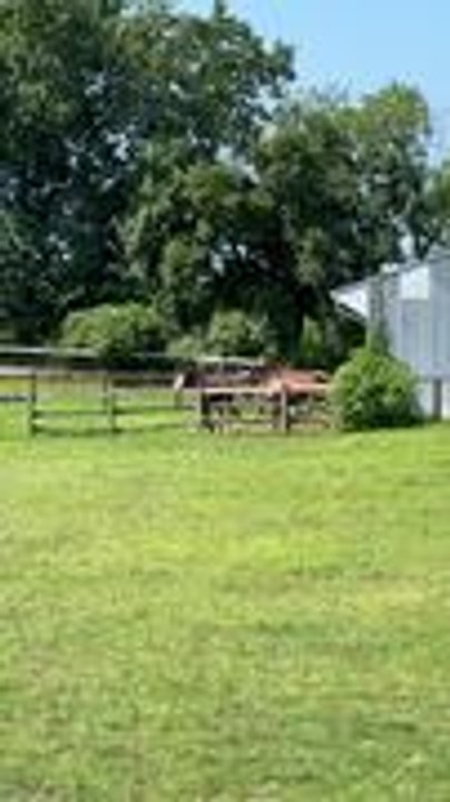 Horses Struggle to Find Their Herd Leader