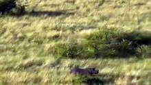 VId A tiger 🐅🐯 searching something