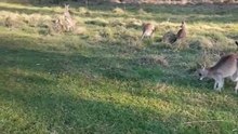 Kangaroo in Australia