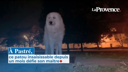 À Pastré, ce patou insaisissable depuis un mois défie son maître