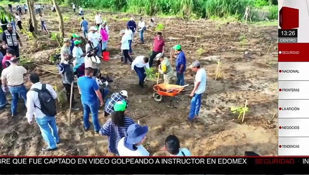 Tabasco logra plantar 2.4 millones de árboles