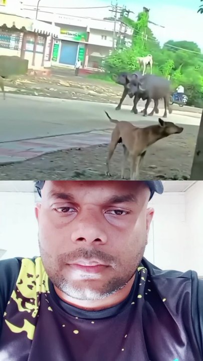 Master dog 🐕🐕