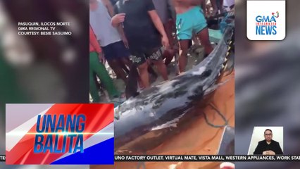Tuna na nasa 360 kilo ang bigat, nahuli ng mga mangingisda | Unang Balita