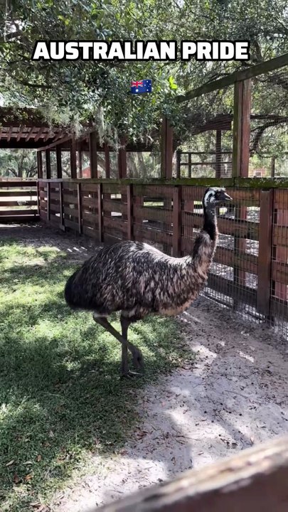 Australian emu