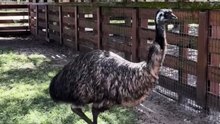Australian emu