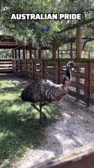 Australian emu
