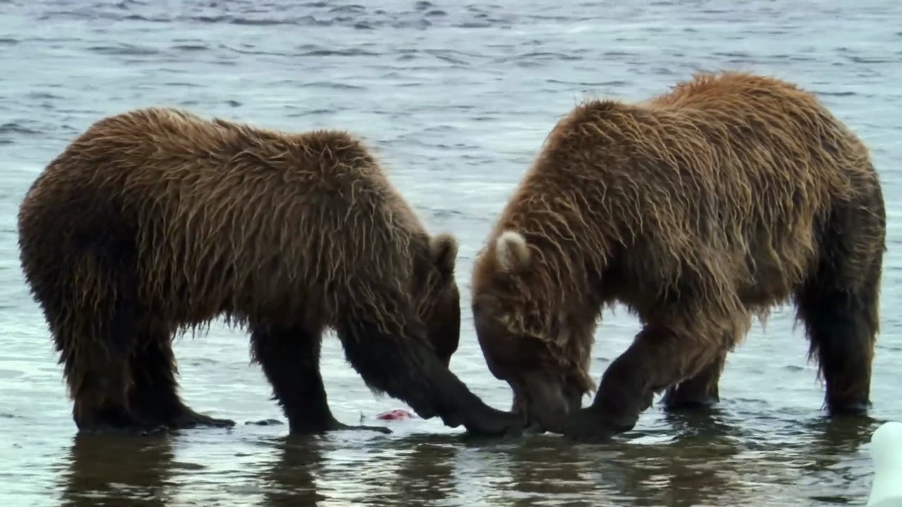 Alaska Earth's Frozen Kingdom S01E02