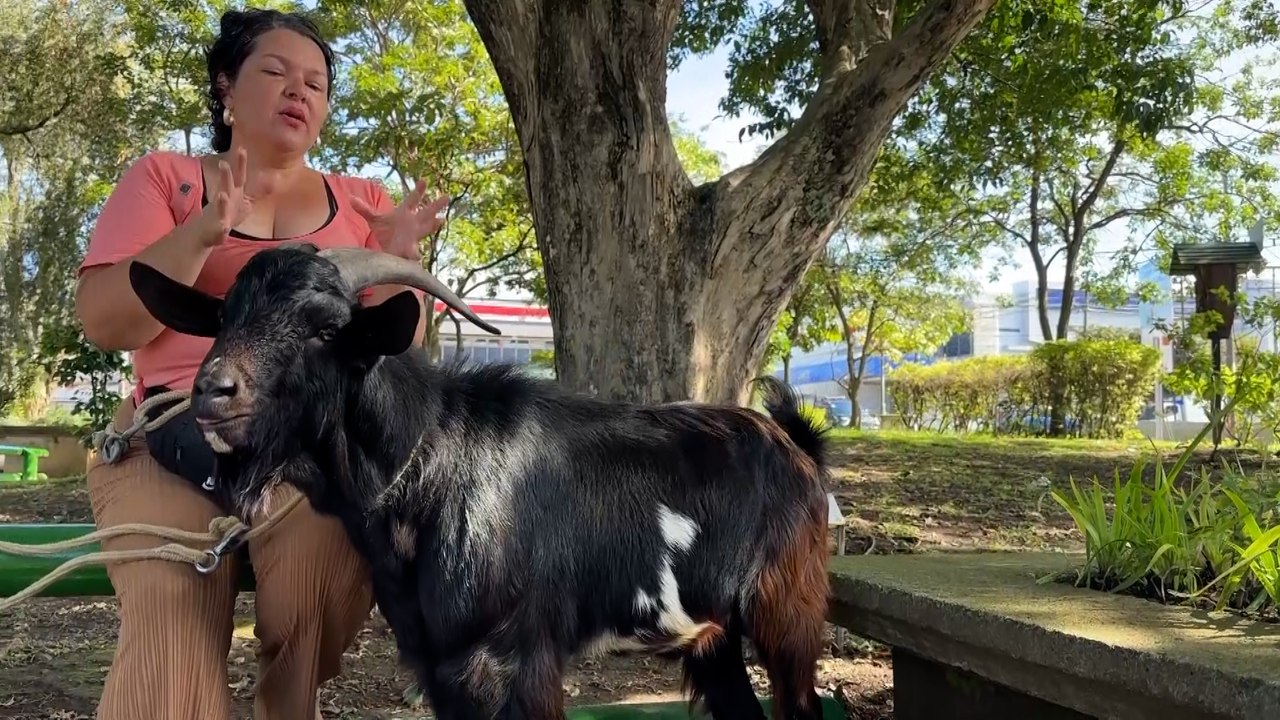 mqn-tarot: el cabrito que se ganó a tibás a pas...