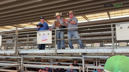Upper Hunter steers under the hammer in Tamworth