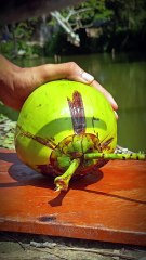 I Cut This Stained Coconut Perfectly