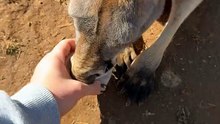 Kangaroo diaries