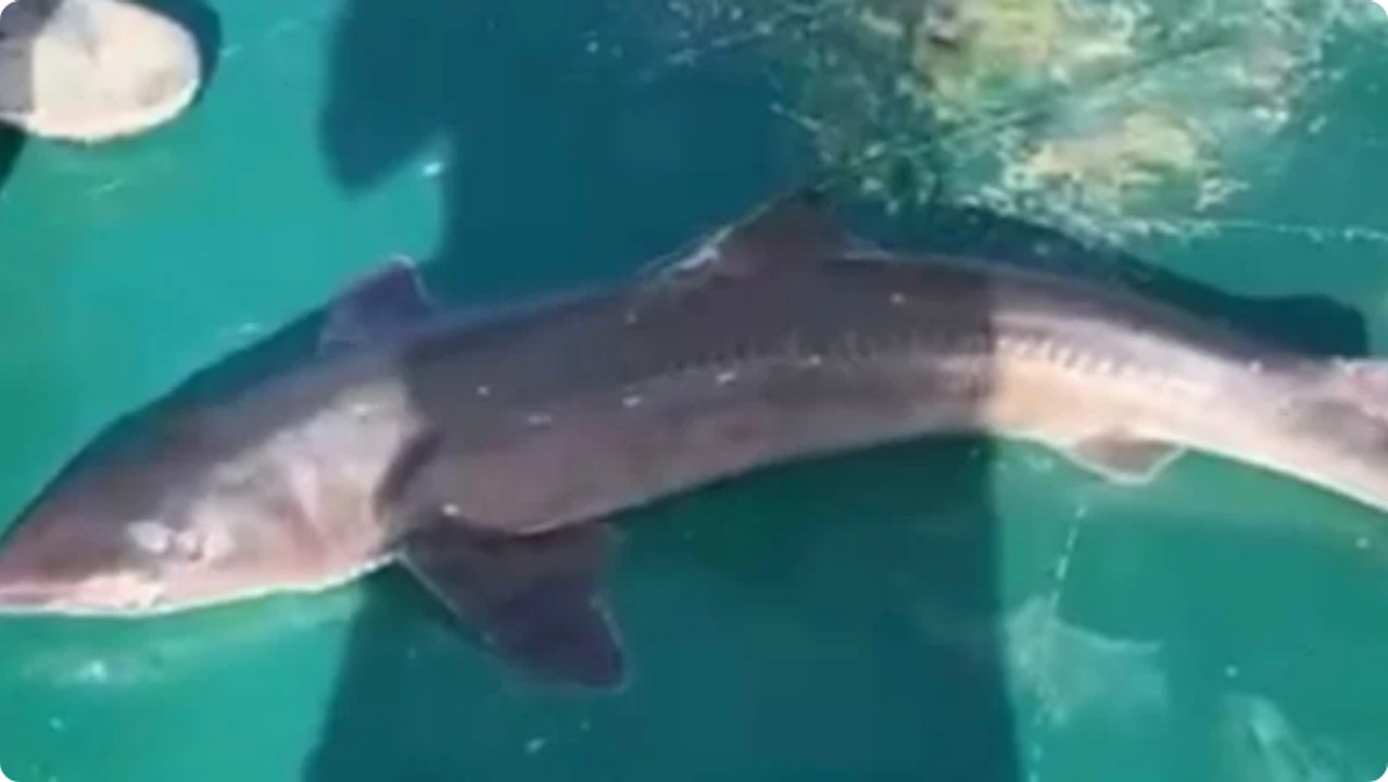 Bartın açıklarında balıkçıların ağına köpek balığı takıldı