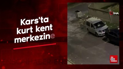 Kars'ta kurt kent merkezine indi