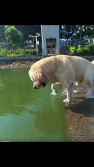 Sheru Enjoying In Swimming Pool - FunkyPets4u