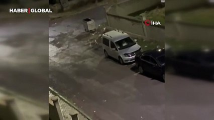 Kars'ta sokakta onu görenler telefona sarıldı! "Dikkatlice dolaştı"