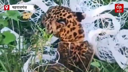 खेत में लगे जाल में फंसा तेंदुए का शावक, वन विभाग की सतर्कता से टला बड़ा हादसा