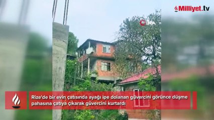 Evin çatısında fark etti, hayata bağladı! ‘Görür görmez elimden geleni yapmak istedim’