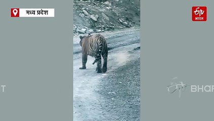 पन्ना के हीरा माइनिंग एरिया में टाइगर का मूवमेंट, वीडियो सामने आने के बाद दशहत में कर्मचारी