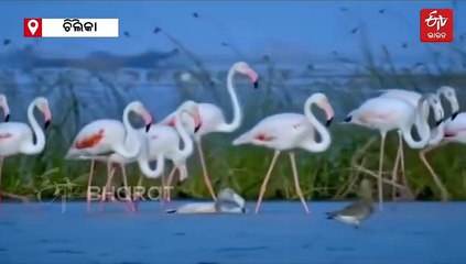 ଚିଲିକାରେ ବିଦେଶୀ ବିହଙ୍ଗ: ସୁରକ୍ଷା ପାଇଁ 21 କ୍ୟାମ୍ପ, ଏମିତି ବ୍ୟବସ୍ଥା କରିଛି ବନ ବିଭାଗ