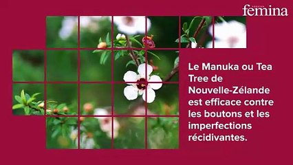 Imperfections : selon une experte, ces 5 huiles essentielles font toute la différence contre les boutons