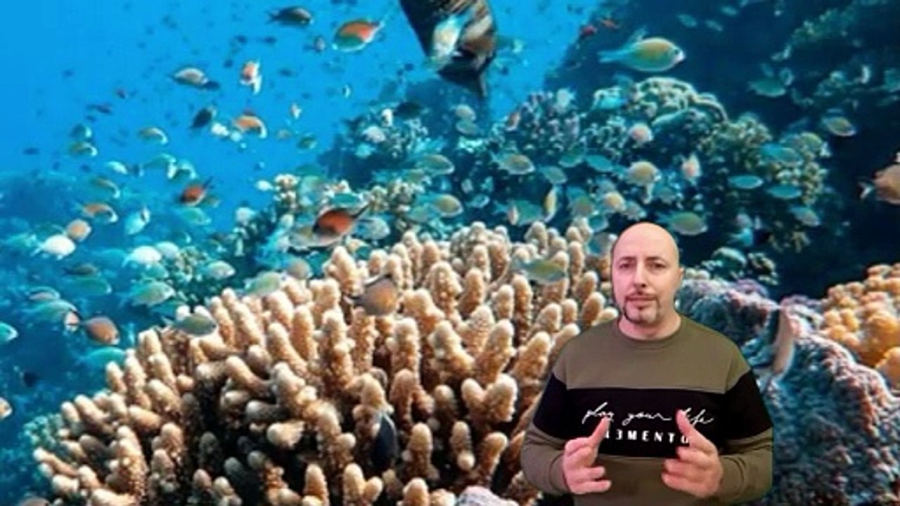 Barriere coralline in agonia il riscaldamento degli oceani accelera il disastro