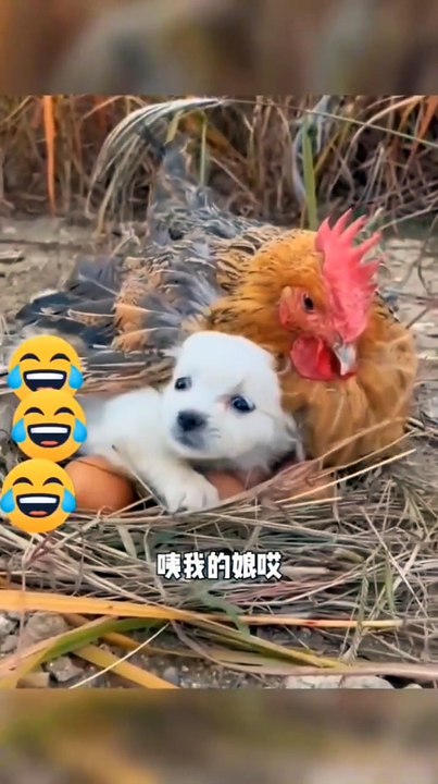 狗子的迷惑行为盘点