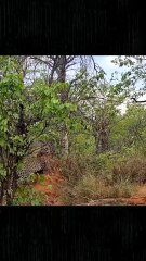 Leopard vs Warthog – Battle in the Wild!