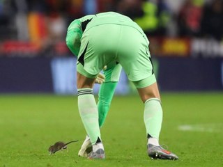 Tierischer Flitzer: Ratte unterbricht Fußballspiel
