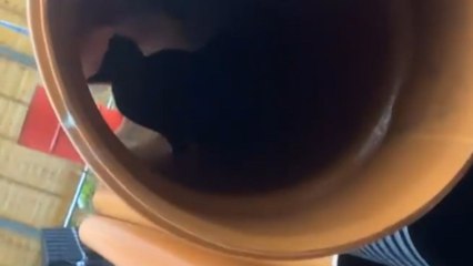 Fox refuses camera attention and runs off a slippery tube