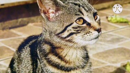 Os animais mais fofos do mundo N•549