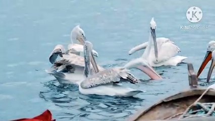 Os animais mais fofos do mundo N•550