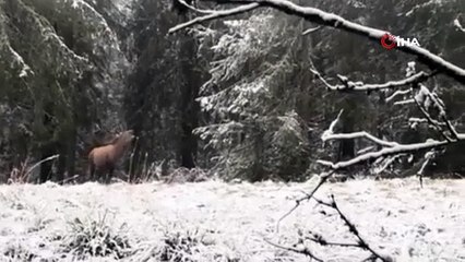 Karlı kaplı ormanda kızılgeyik doğaseverlerin kamerasına yansıdı