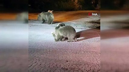Görüntüler Bursa\'dan... Ayılarla burun buruna geldiler