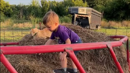 Toddler falls but continues playing happily inside goat hay ring
