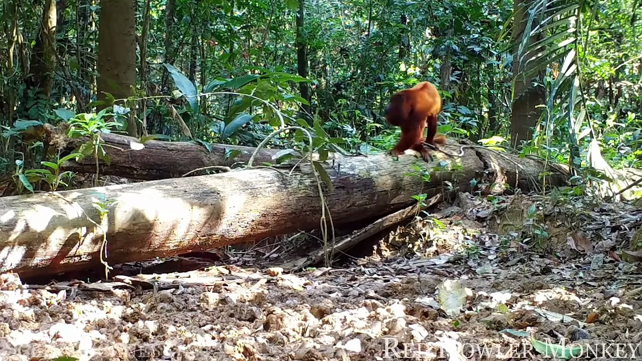 Animals of Amazon 4K - Animals That Call The Jungle Home  Amazon Rainforest Scenic Relaxation Film