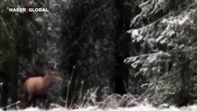 Bolu ormanlarında görülen kızılgeyiğin çıkardığı sesler sosyal medyada gündem oldu