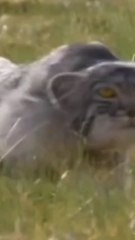 Bobcat’s Silent Hunt