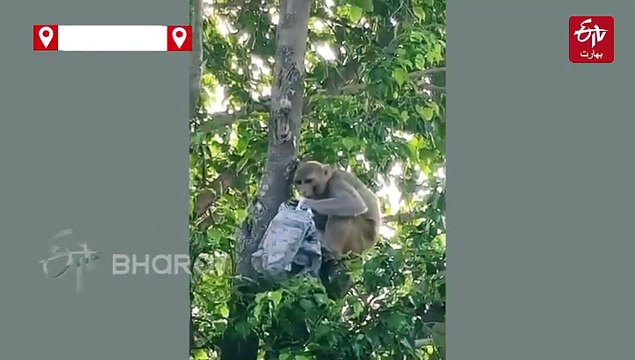 الہٰ آباد میں پانچ سو روپے کے نوٹوں کی بارش، بندر نے موٹر سائیکل سے بنڈل چھین کر درخت سے رقم لُٹائی