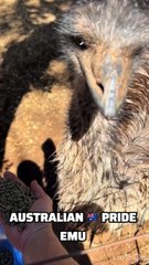 Australian EMU bird