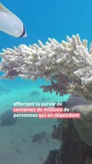 Les récifs coralliens ont franchi un "point de basculement climatique"