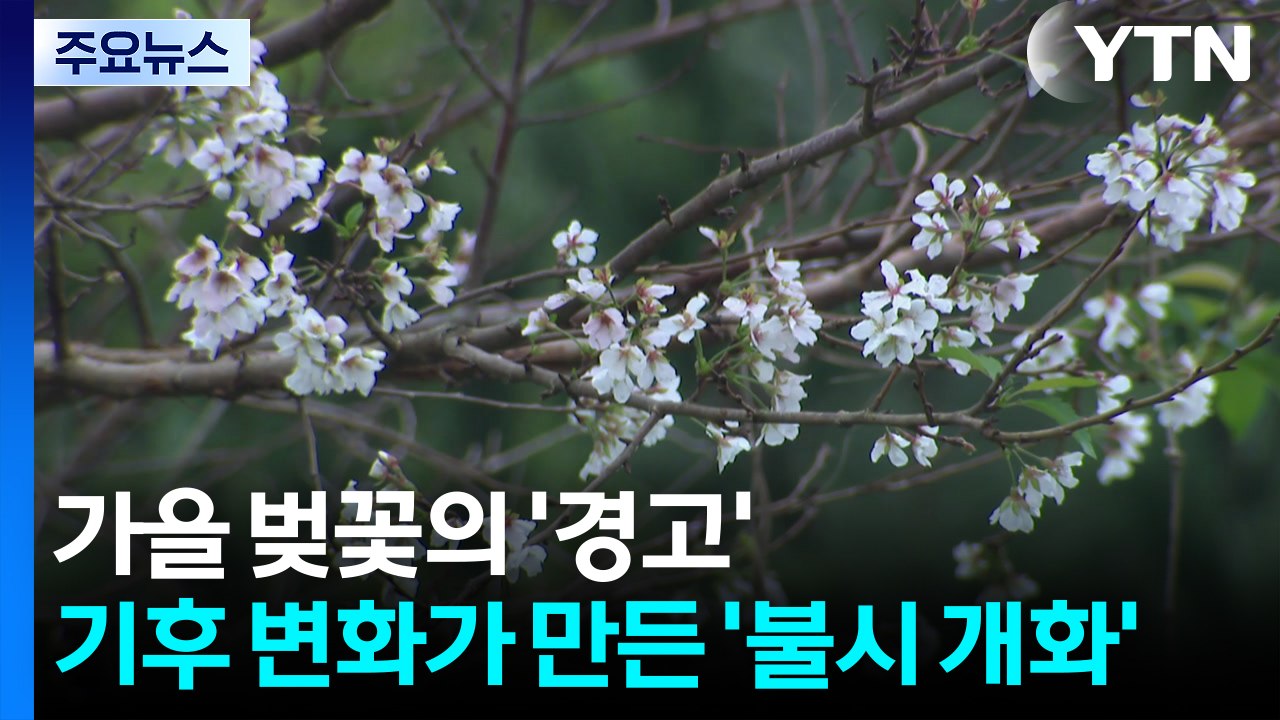 가을 벚꽃의 '경고'...기후 변화가 만든 '불시개화' / YTN