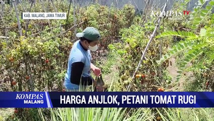 Harga Anjlok, Petani Tomat Rugi