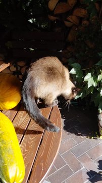 Off He Goes / Jumps :) #cat #funnycats #cutecats #viralcats #funny #cute #cutecats #trending #fyp