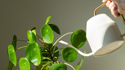 Indoor Plants को पानी देने का सही समय क्या है?