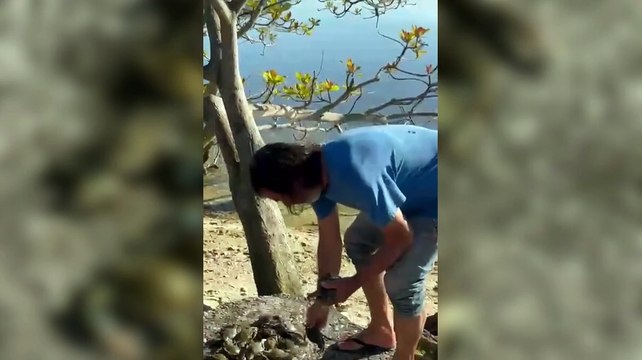 Manchas misteriosas e frutos do mar mortos preocupam moradores de praia em Florianópolis