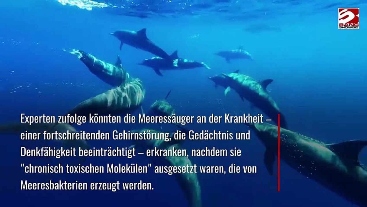 Gestrandete Delfine könnten an Alzheimer leiden