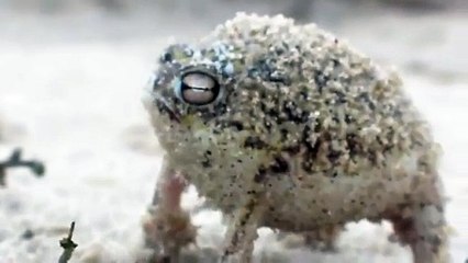 The Unexpected Sound of the Desert Rain Frog: Nature’s Cutest Scream