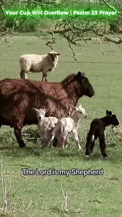 Your Cup Will Overflow — Psalm 23 Prayer for God’s Favor and Protection 🙏