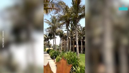 Delicate Leaf Carvings Bring Wildlife to Life